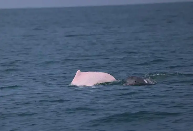 中华白海豚现身厦门海域：珍稀动物引关注
